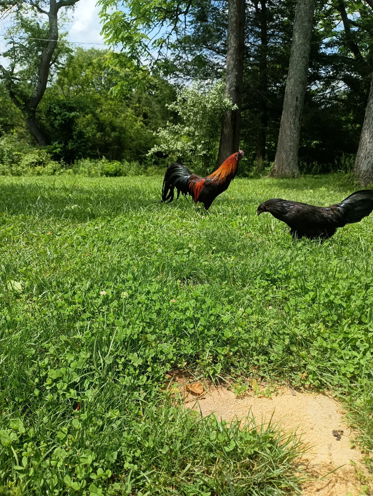 6+ Fertile Hatching Eggs 