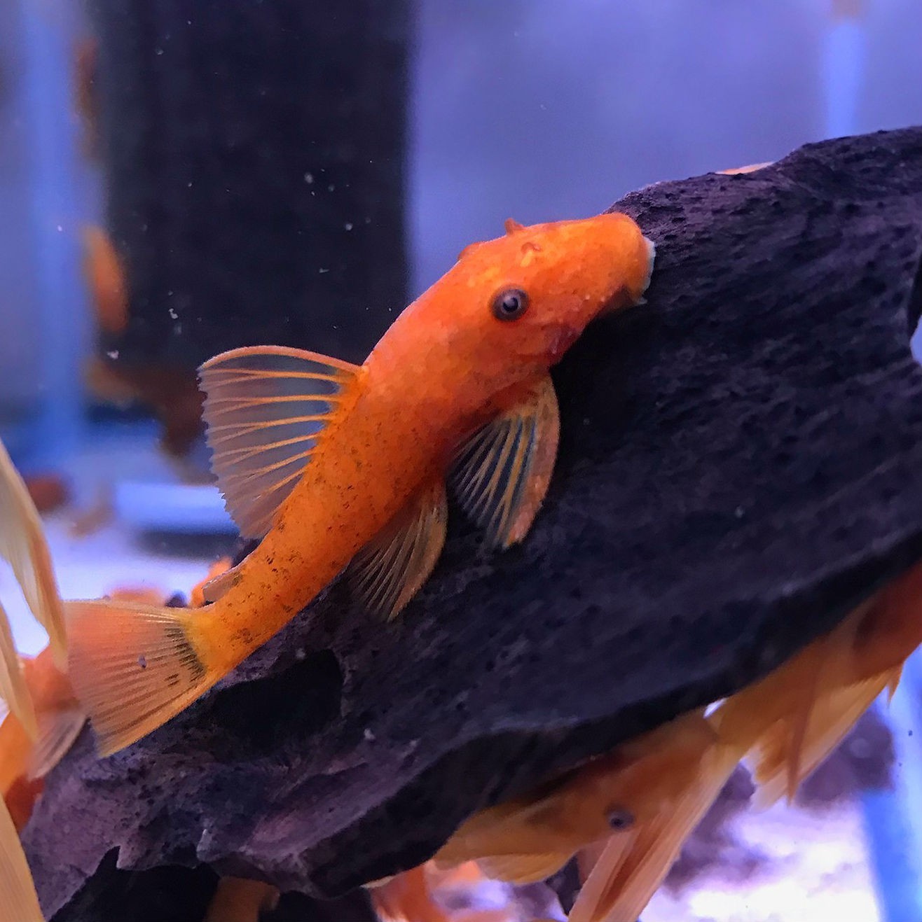 Super Red Bristlenose Pleco . Juveniles 1-1-5"