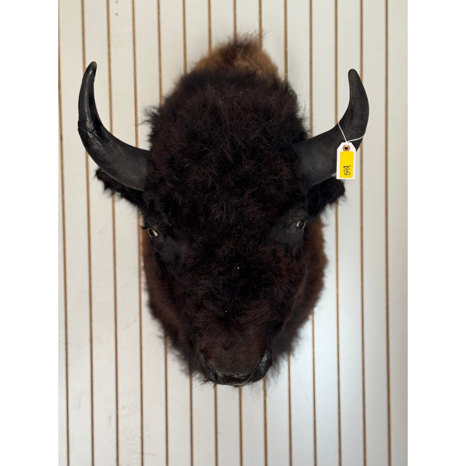 FHDAR349- XL Buffalo Taxidermy Shoulder mount Bull