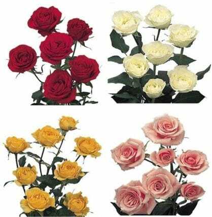 Assorted Spray Roses 10 Bunch