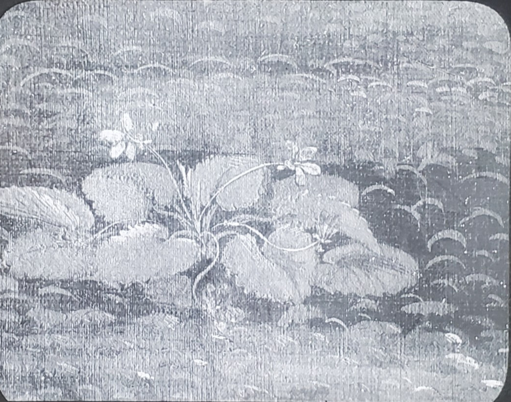 The Birth of Venus, Violets Detail, Sandro Botticelli, Magic Lantern Glass Slide