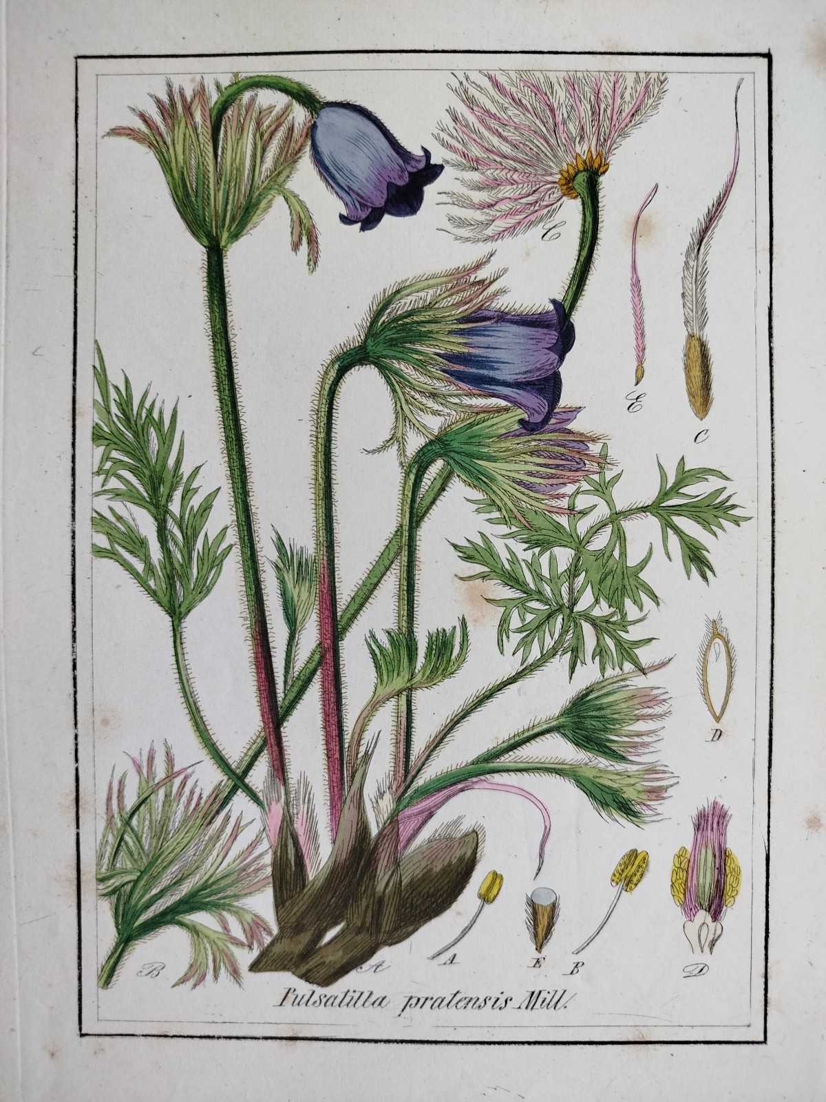 Cowbell Pulsatilla - Winkler medicinal plants botany colored - 1840