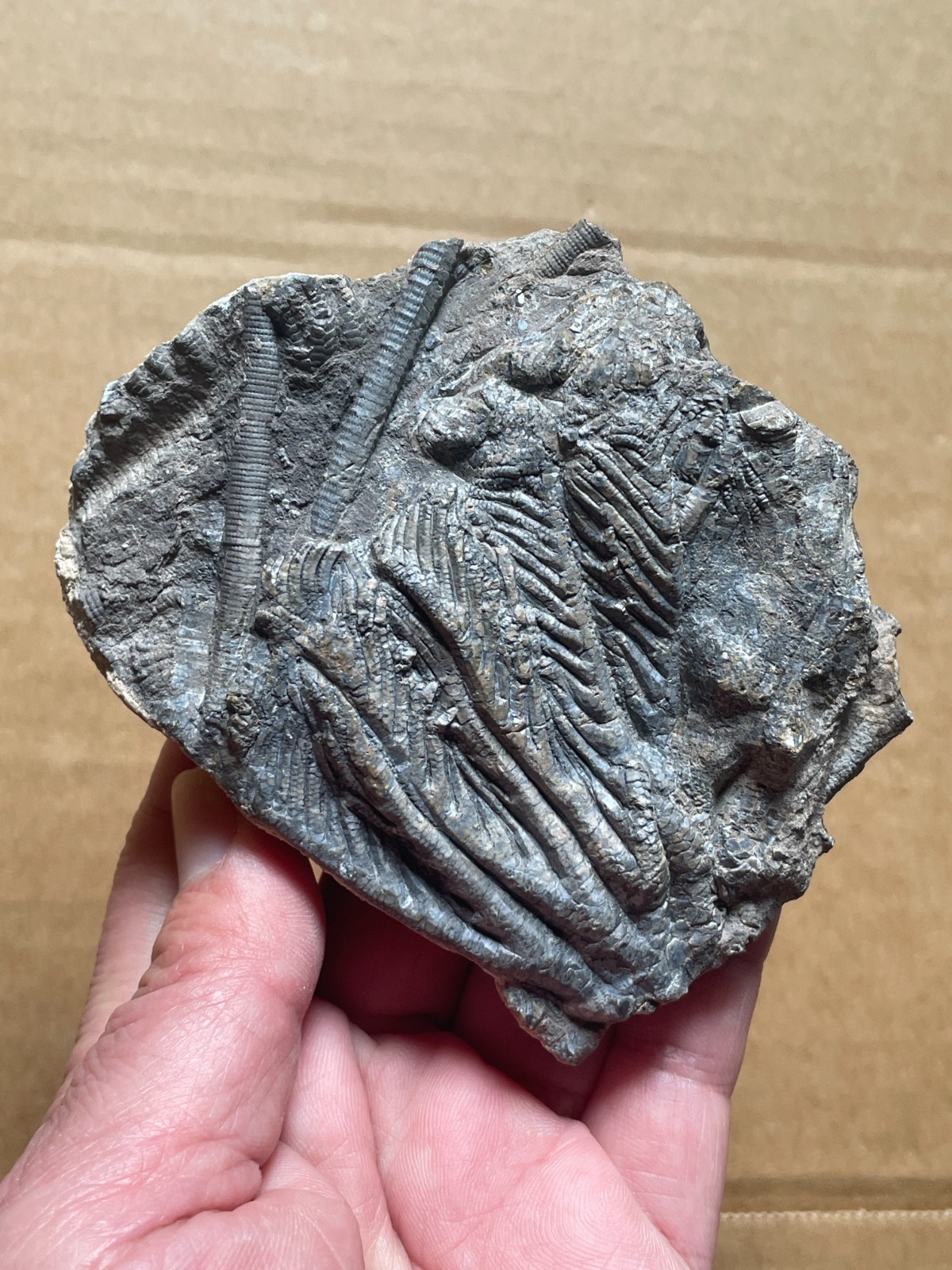 240g beautiful Natural crinoid collection