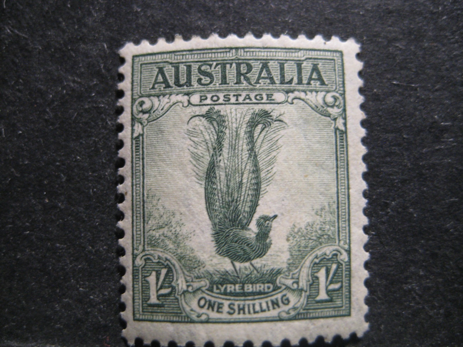 Australia #175a Mint Never Hinged- WDWPhilatelic (N9X)  (3/26)