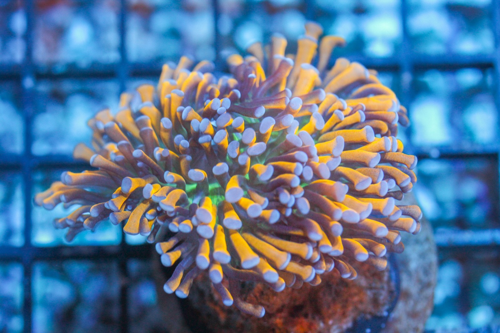 WYSIWYG  Ultra Banana Fat Stem Gold Torch  live Corals Depot