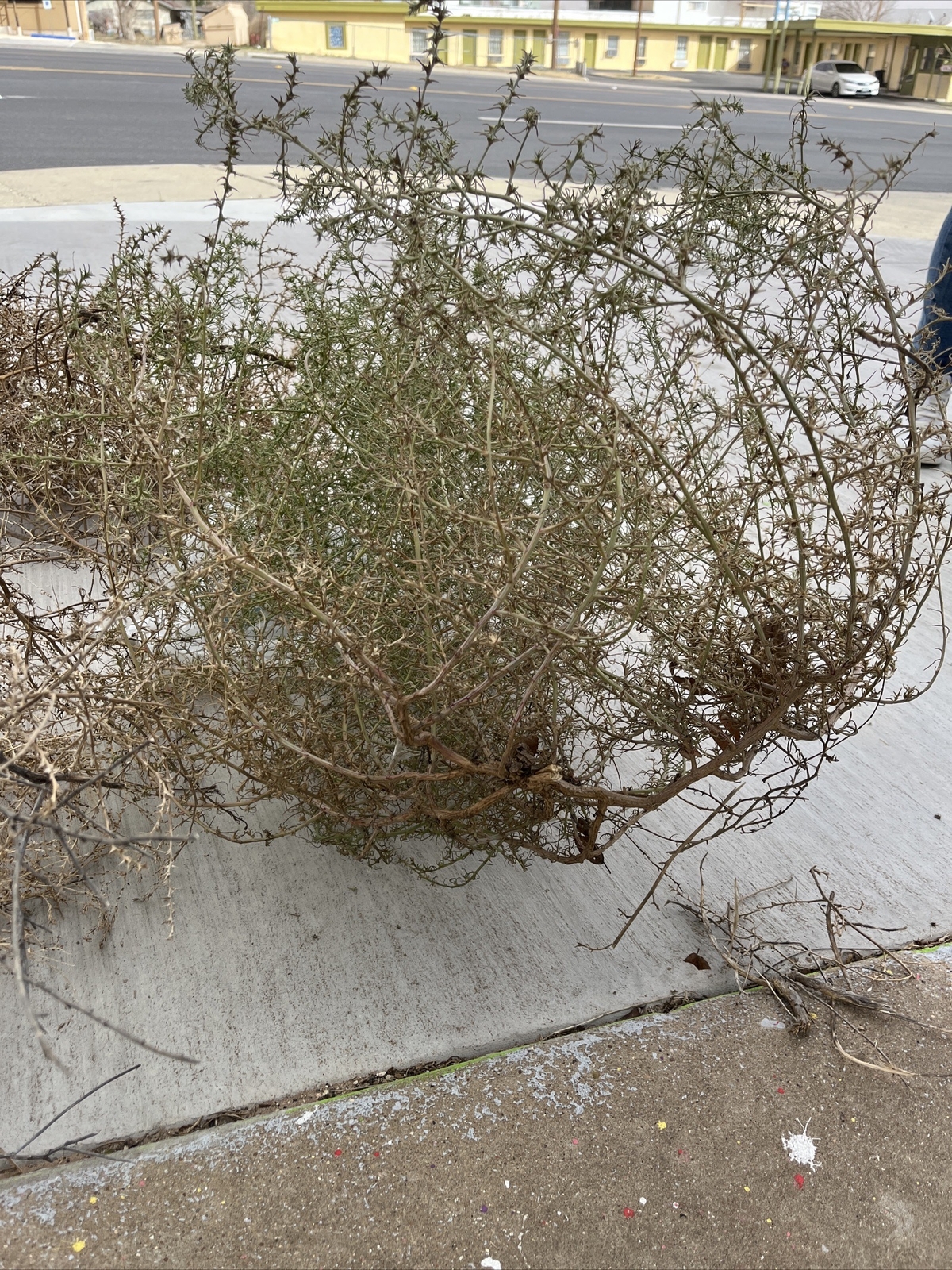Tumbleweeds 
