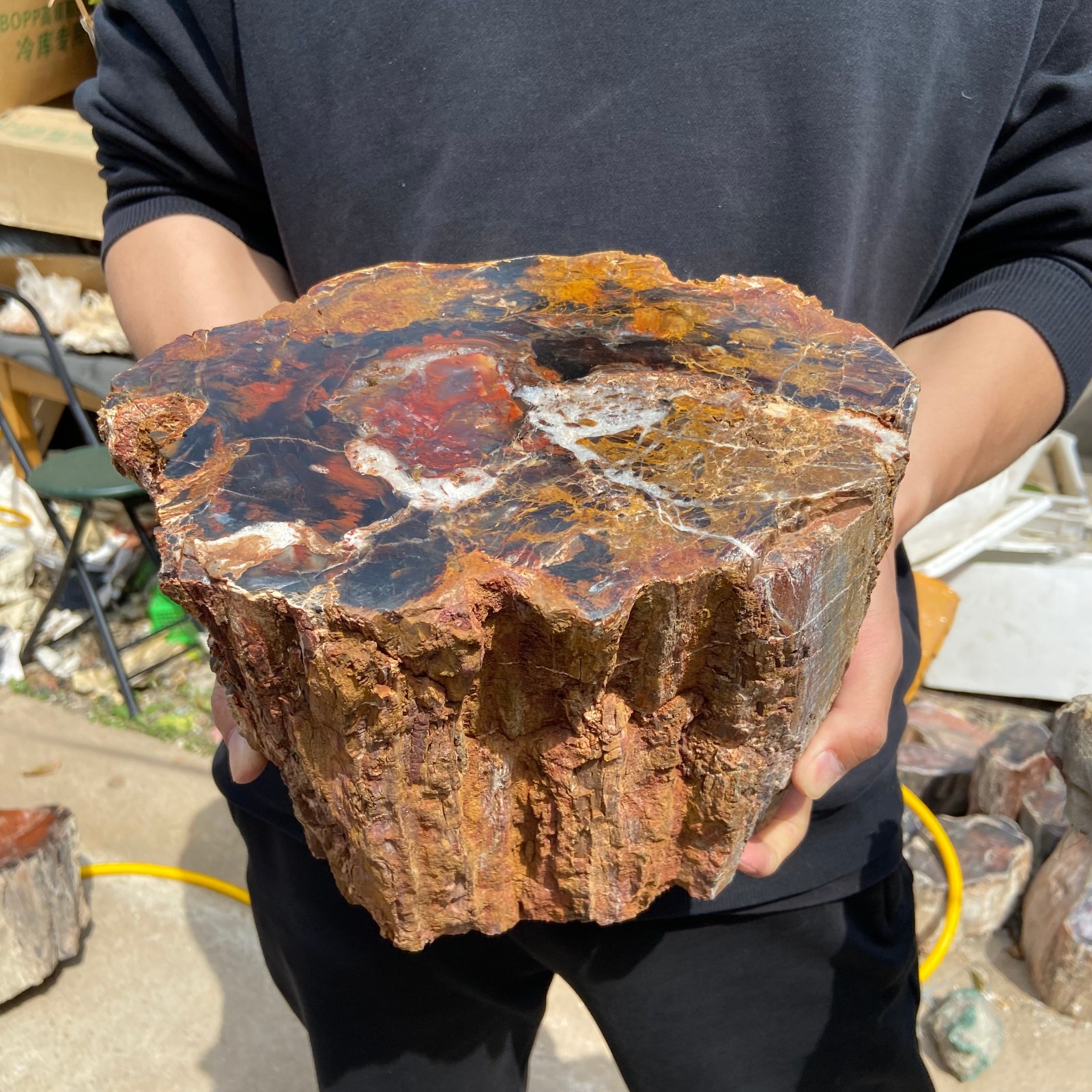 24.3lb Natural silicified wood cutting blocks Rough wood fossil specimen