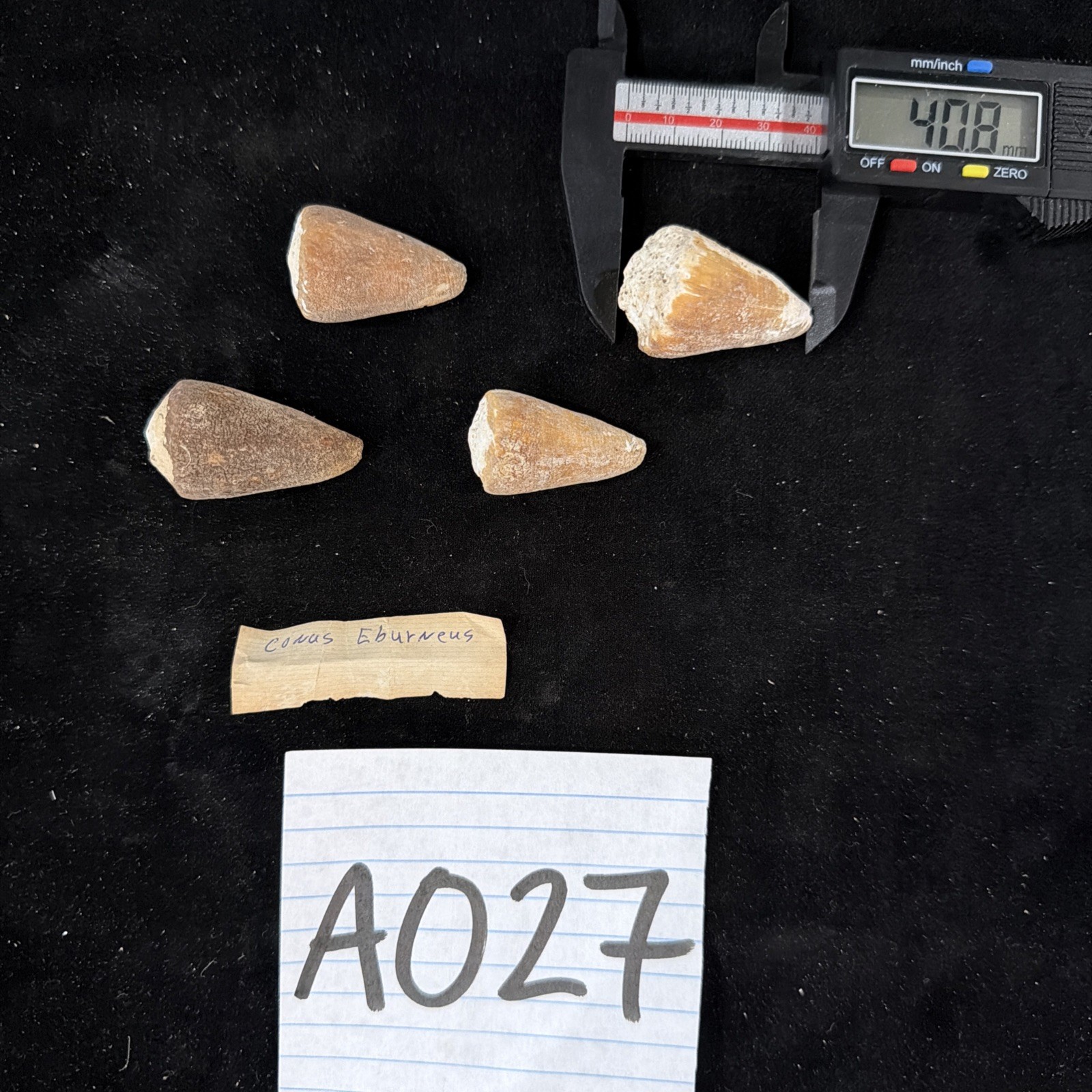 Conus Eburneus Lot Of 4 Guam 1969 (A027)