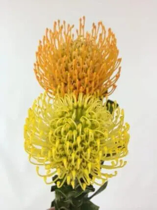 Pincushion Flowers 50 stems