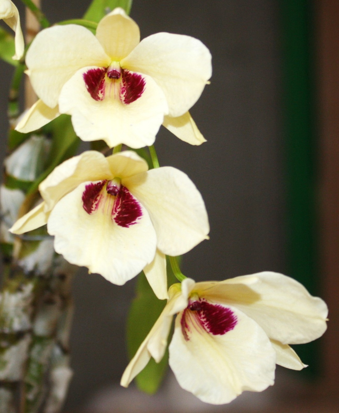 Dendrobium albosanguineum, Large Plant, Orchid Species