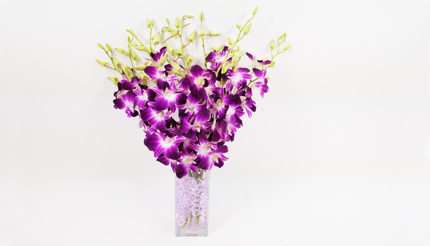 10 Fresh Vibrant Purple Sonia Dendrobium Orchids Stems in Modern Glass Vase