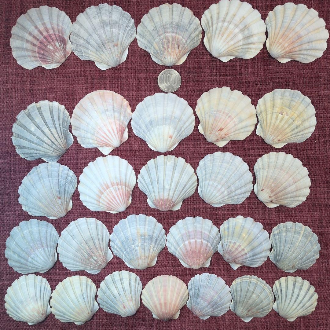 Set of 28 Gray Scallops, Medium to Small Genuine  Surf-Tumbled From Japan 