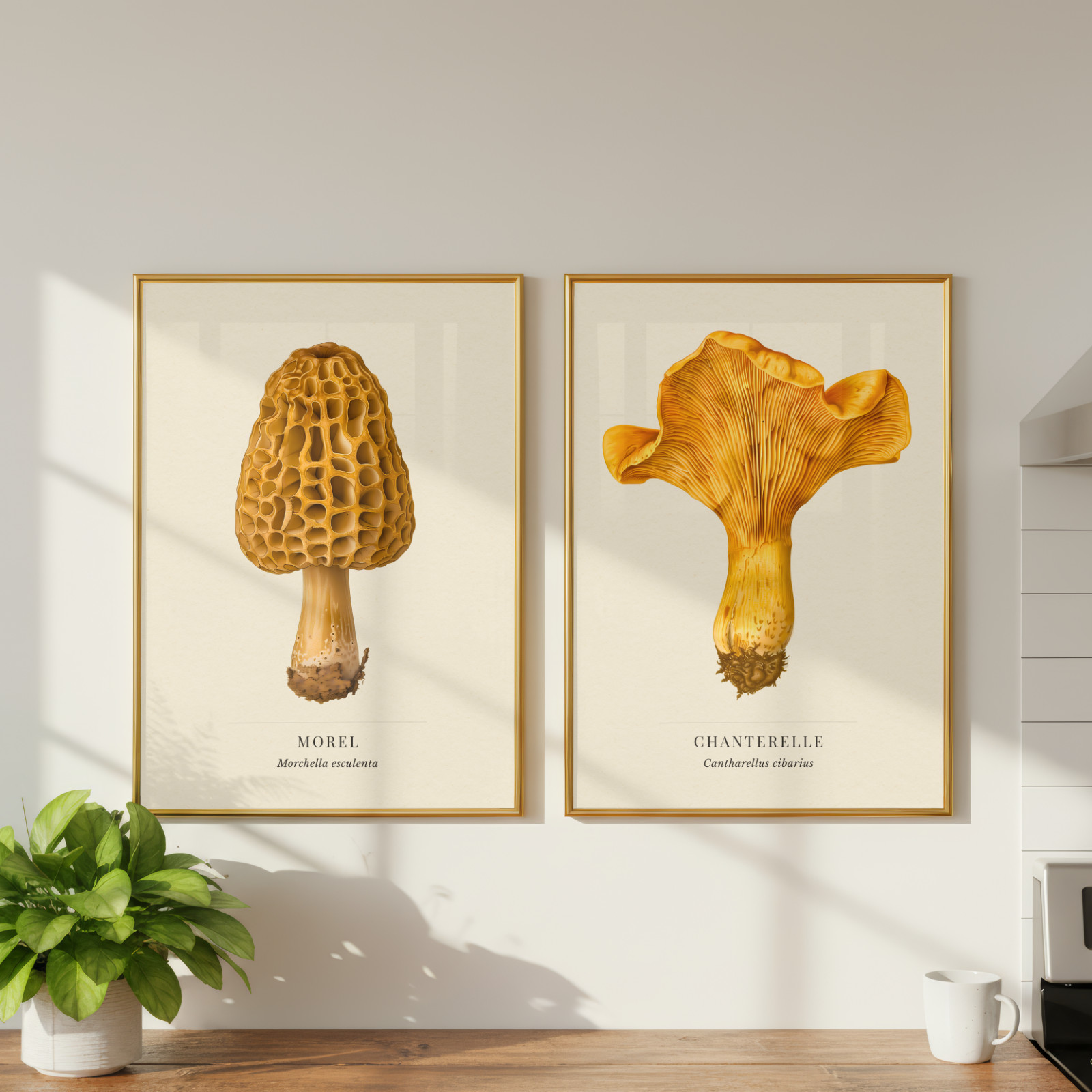 Morel & Chanterelle Natural History Print Set | Mushroom Wall Art