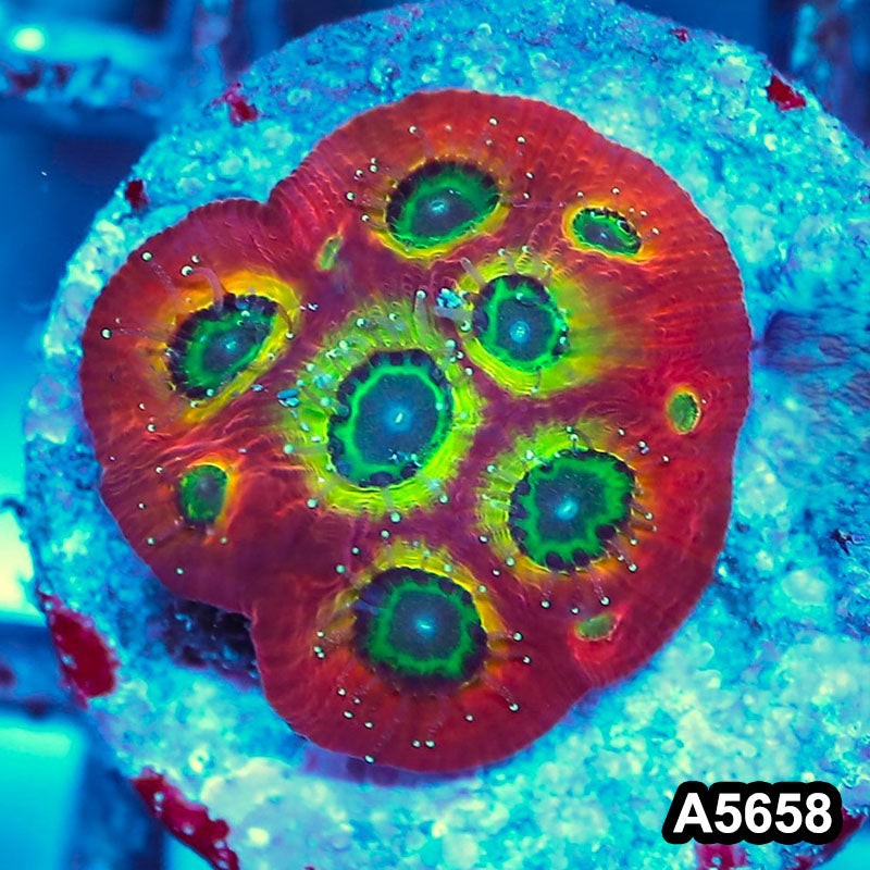 Item#A5658FM5658(S) WYSIWYG Spicy Lemon Favites Frag