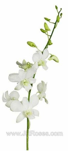 White Dendrobium Orchids