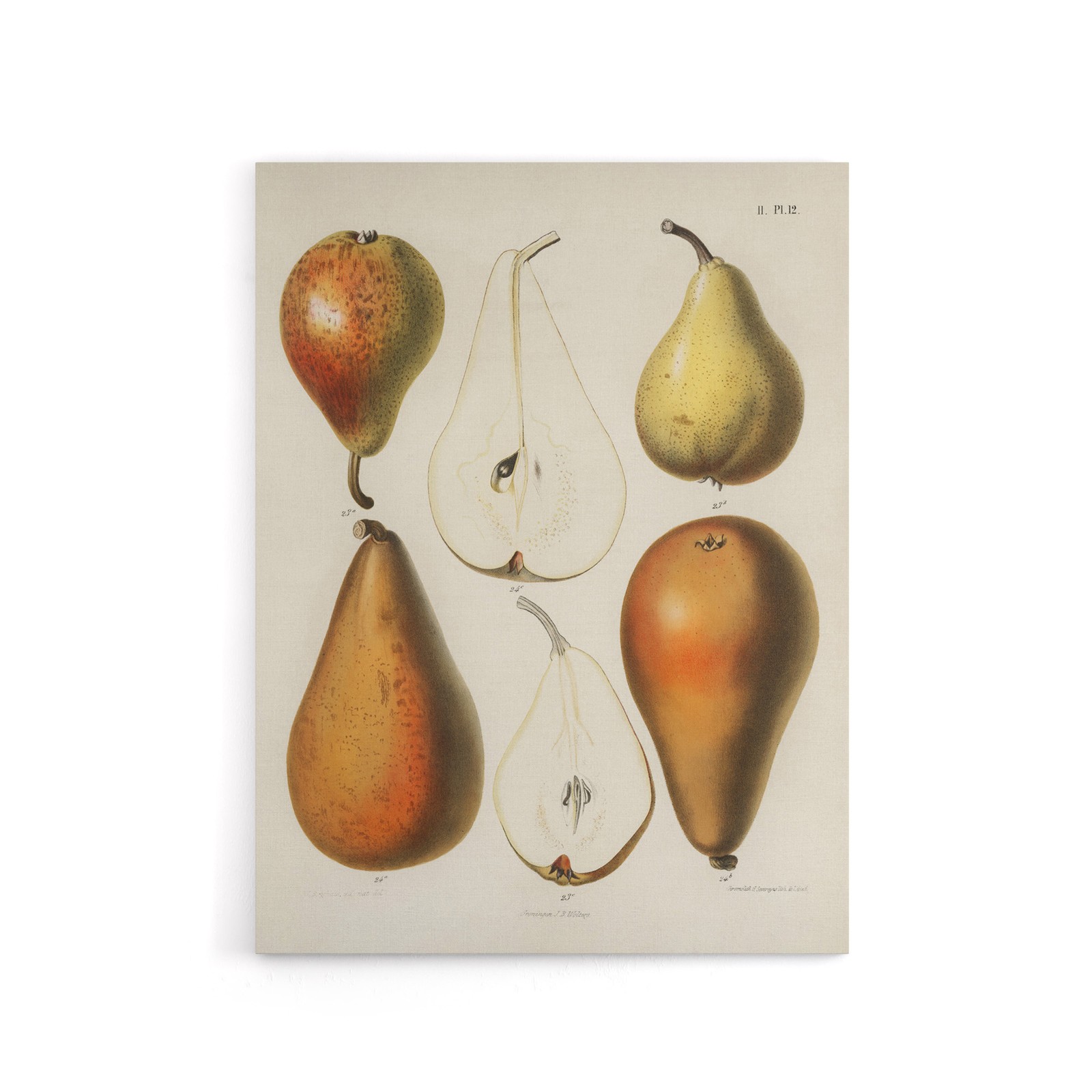 Fresh Pears Halved Fruit Berghuis Vintage Canvas Wall Art Print