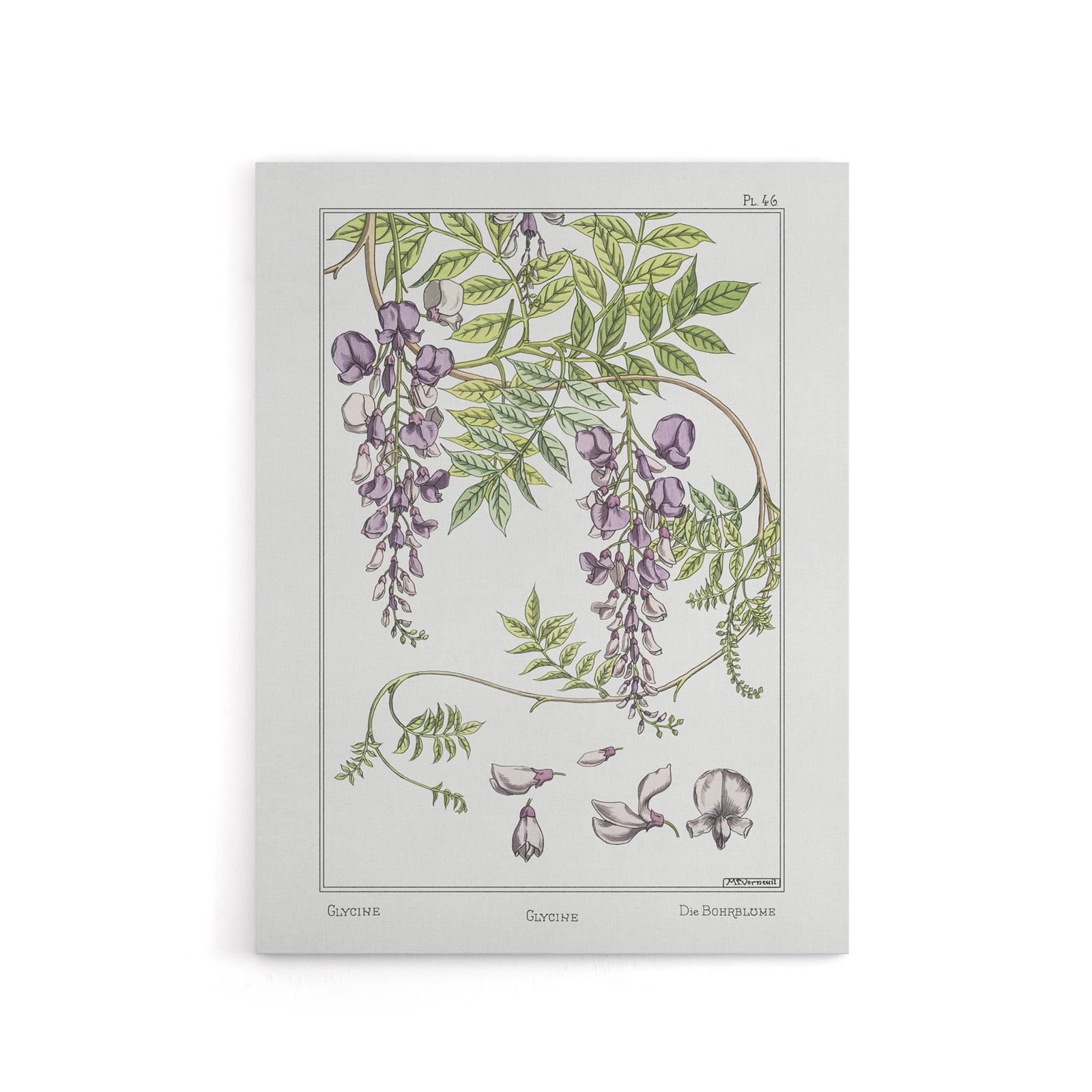 Wisteria Flower Canvas Wall Art Print Vintage Floral Verneuil