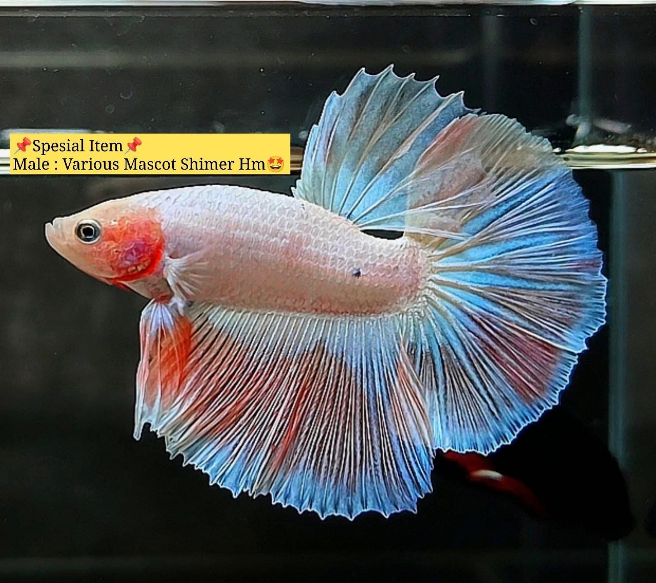 Live Betta Fish HALFMOON Male Grade Premium (AR) USA Seller