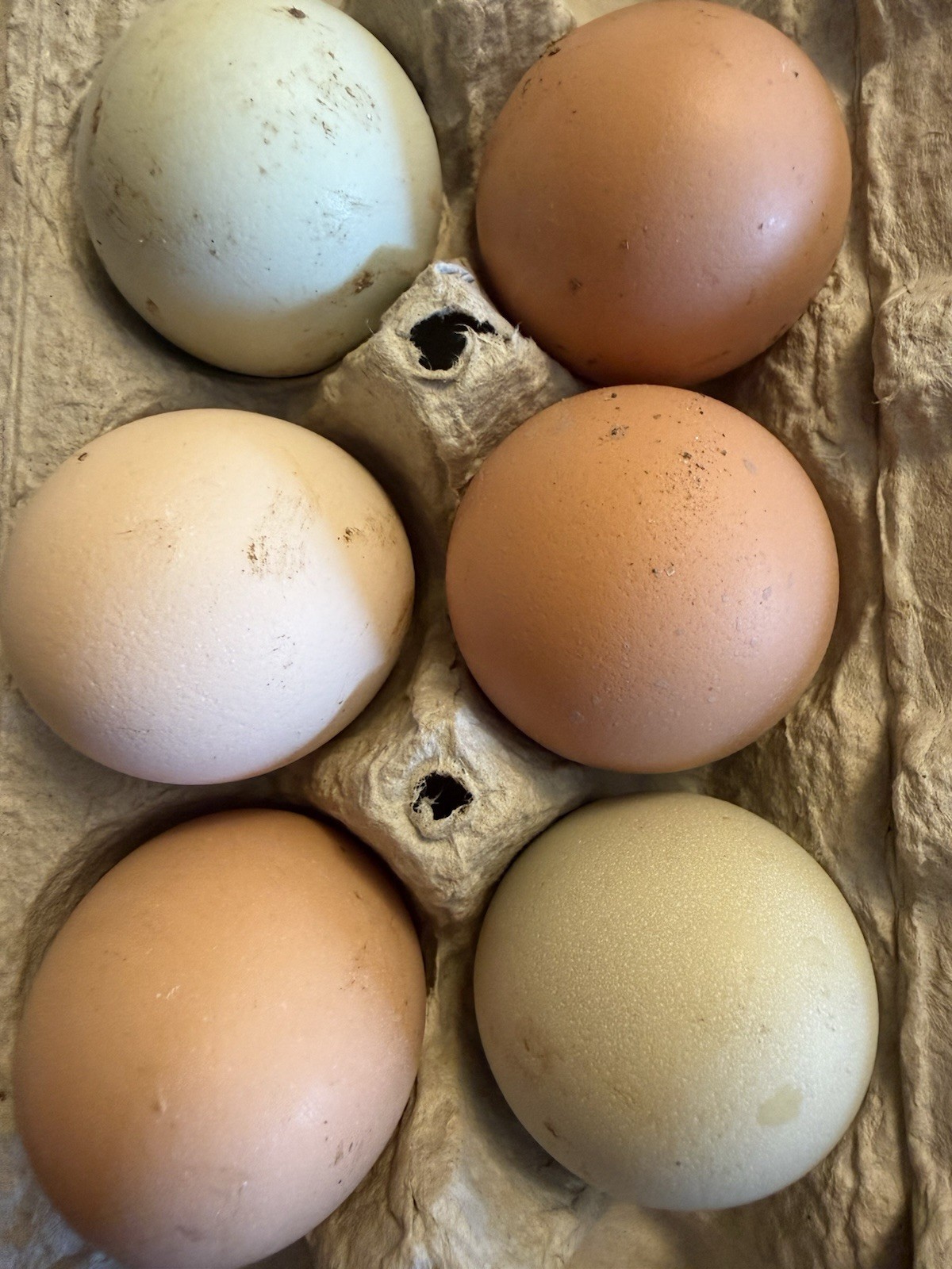 6+ Fertile Chicken Hatching Eggs – Rainbow Barnyard Mix – Green, Brown & Cream 
