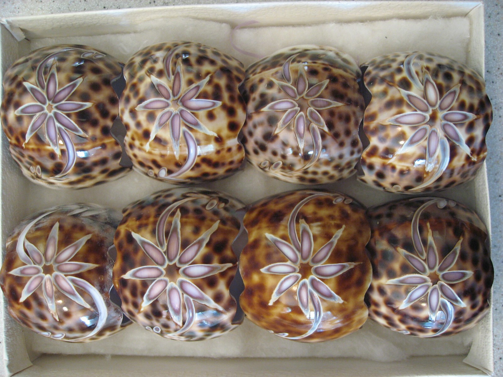 Vintage Box of 8 Spotted Tiger Cowrie Seashell Napkin Rings Hand Carved Flower