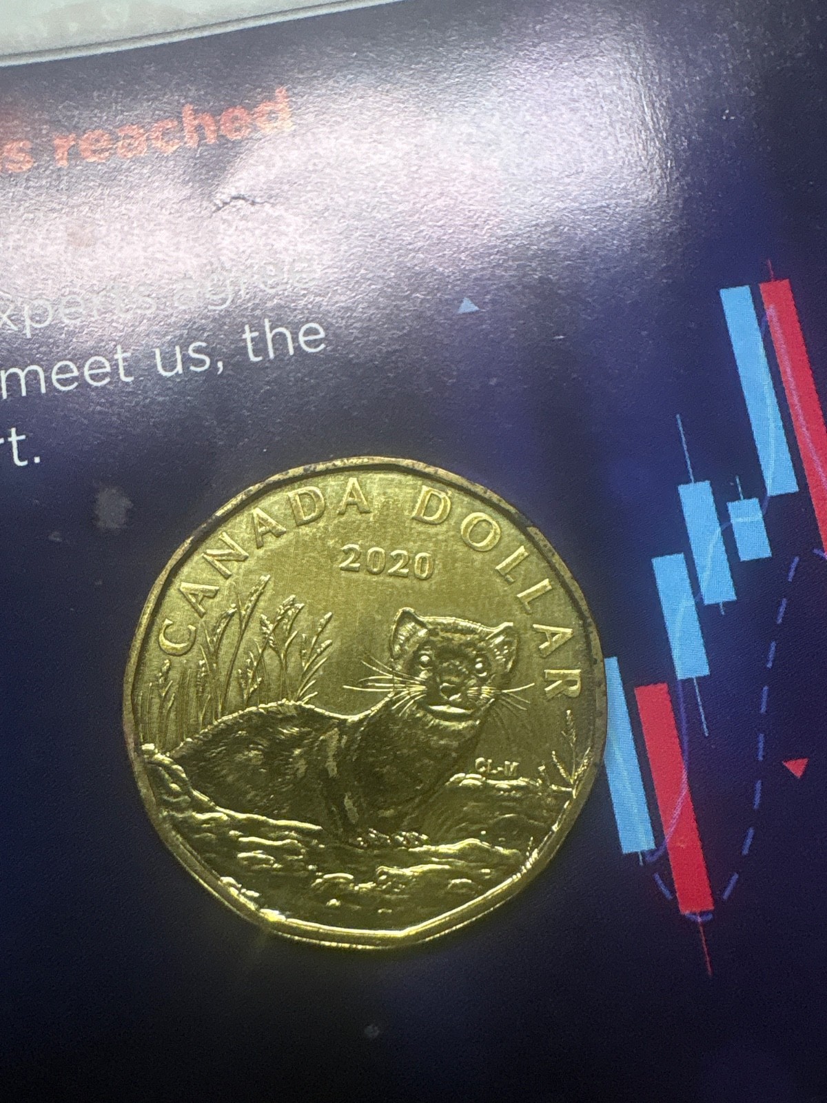 ***  CANADA   LOONIE   2020  ***  BLACK  FOOTED  FERRET  ***