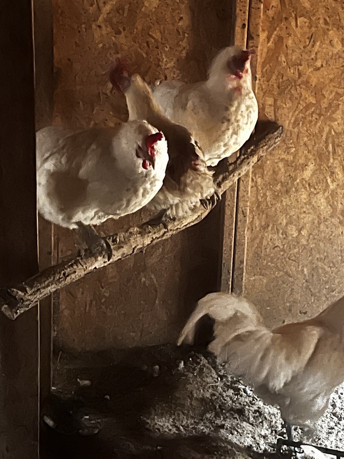 12 American Bresse Hatching Eggs🐣🐣