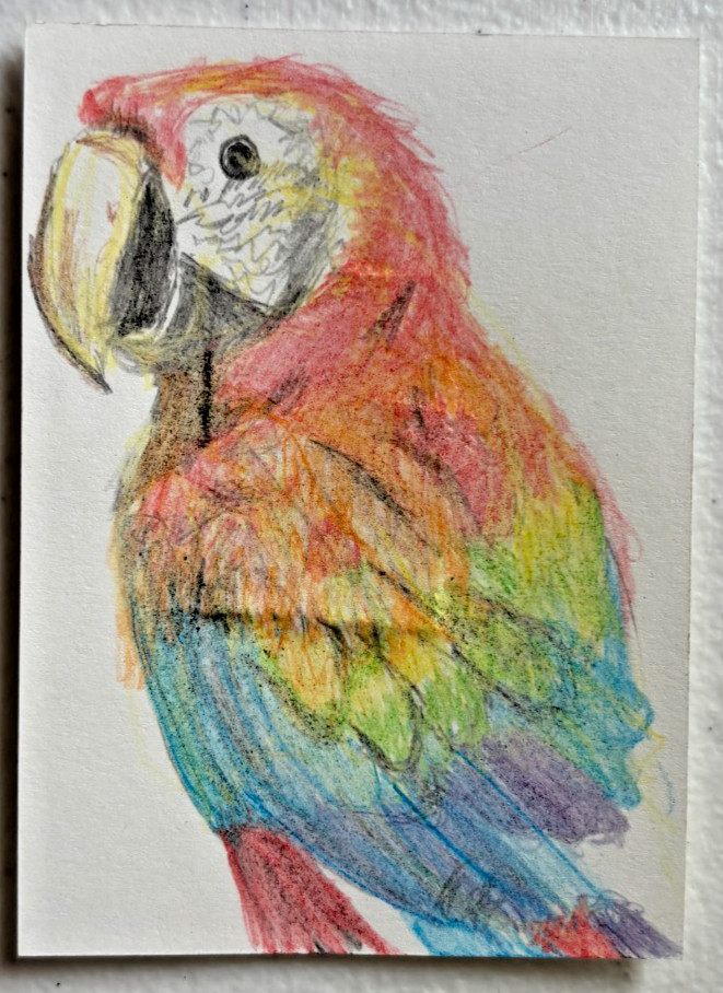 Scarlet Macaw Rainbow ACEO Original Colored Pencil Drawing ATC Signed OOAK