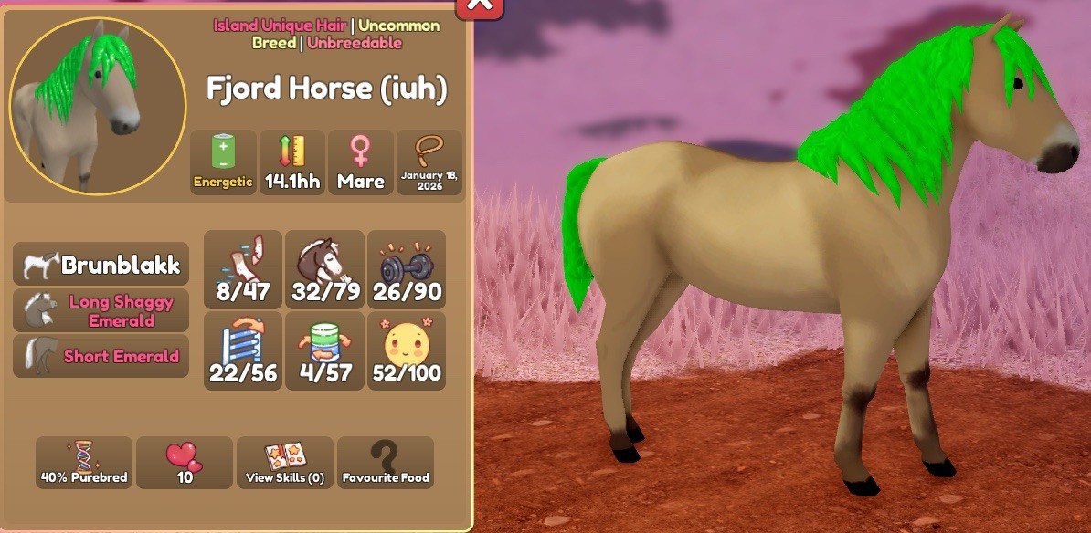 Emerald Brunblakk Fjord Horse Uncommon Energetic Mare Island Unique Hair iuh