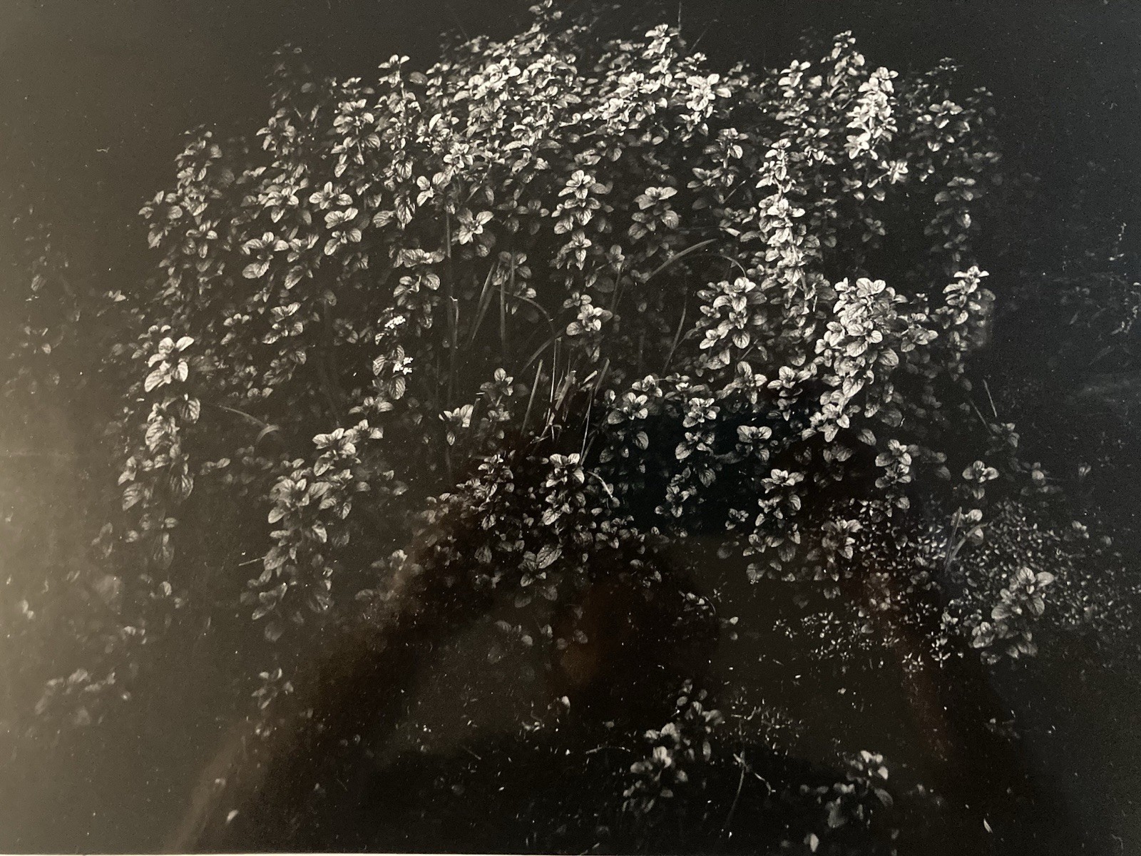 Large Analog Photo Daniel Barreau 1980 Tree Nature Plant Photography Art