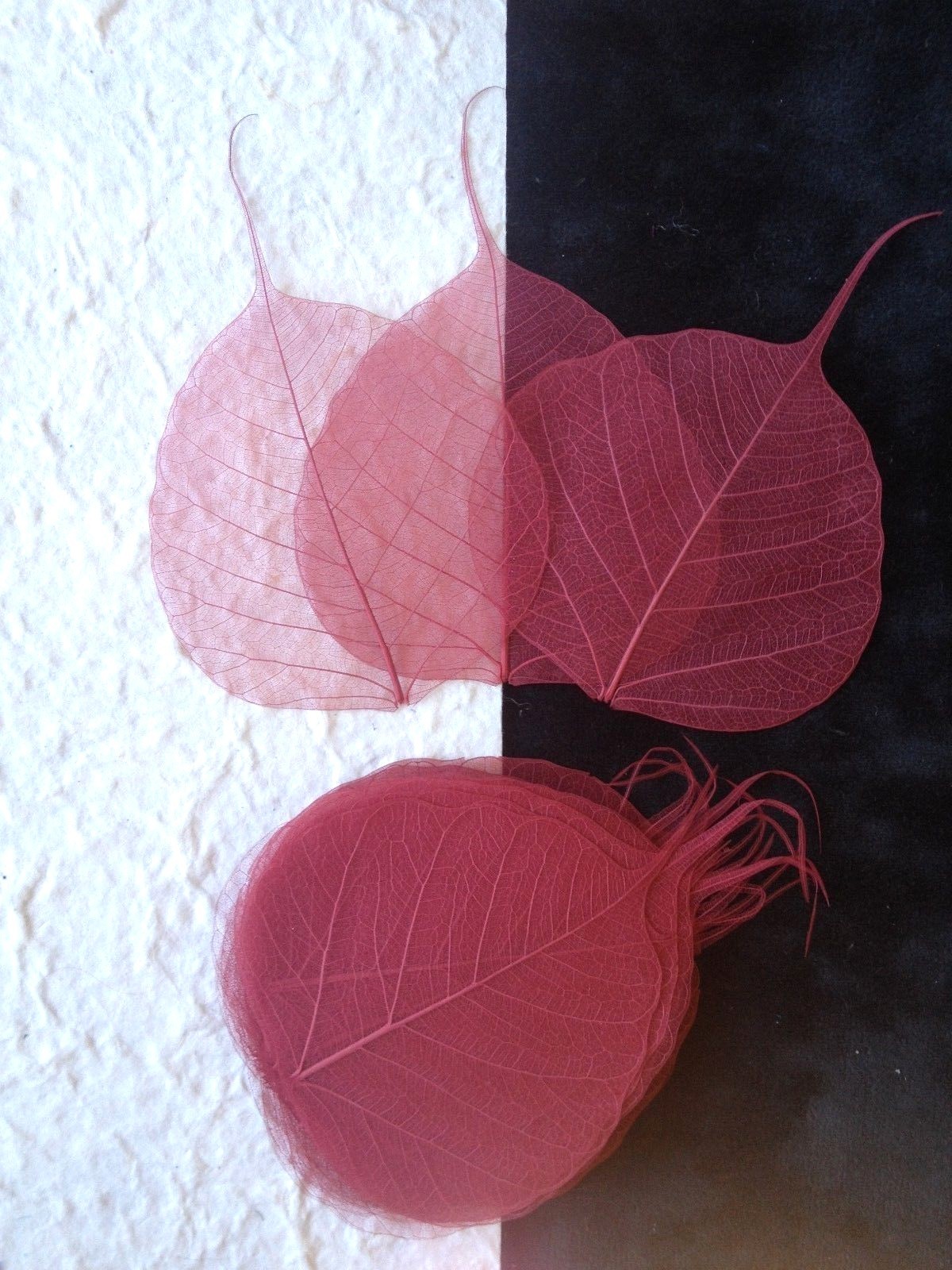 25 Cranberry Red Burgundy Po Bo Banyan leaves skeleton leaf see through Medium