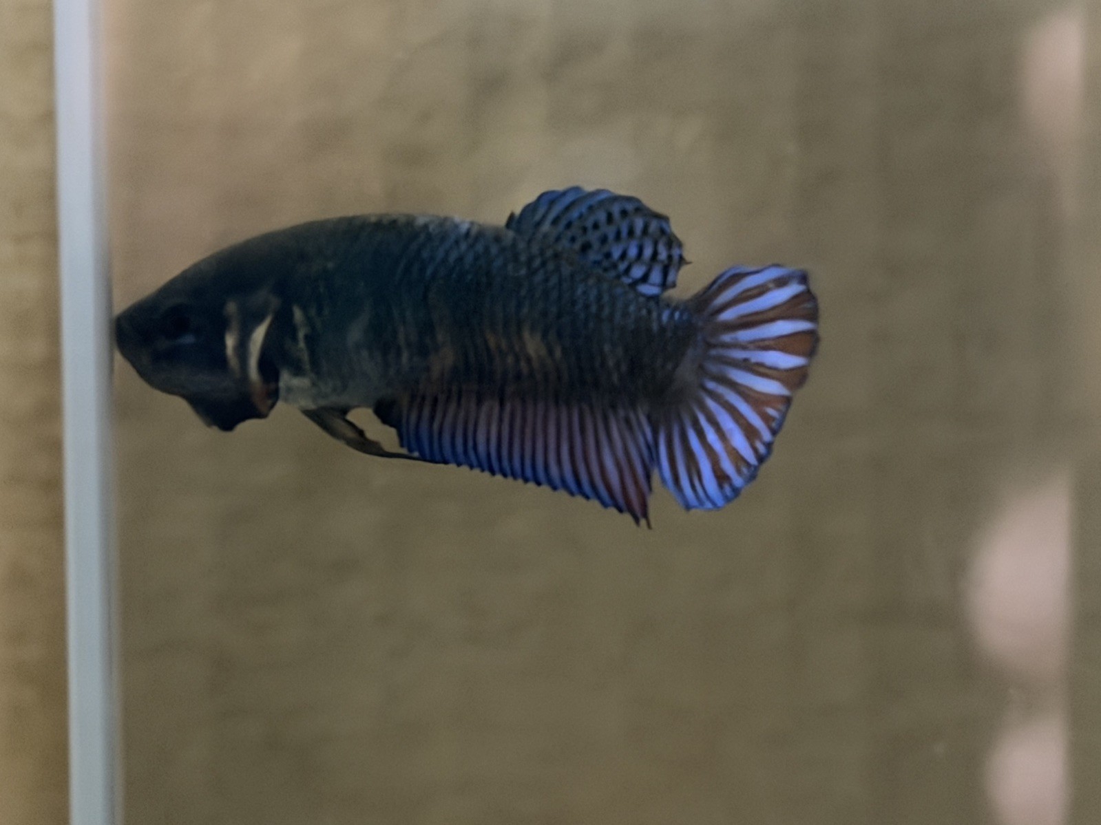  Betta Plakat Female Fighter #2 - Thai Imported