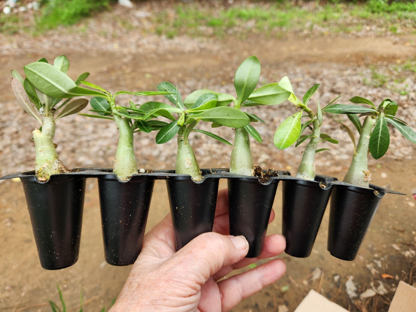 RESELL 25 Desert Rose Plants Adenium Obesum  25 Madagascar Palm Seedling  3-5 " 
