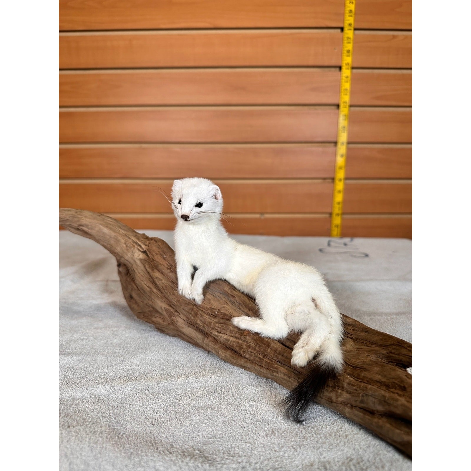 FHWEAS31 - Beautiful Adorable Weasel Ermine Small Animal Taxidermy