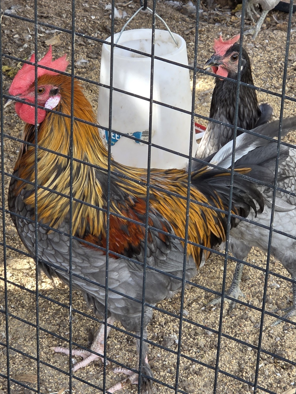 French Blue Copper Maran Fertile Hatching Eggs 10 Pack