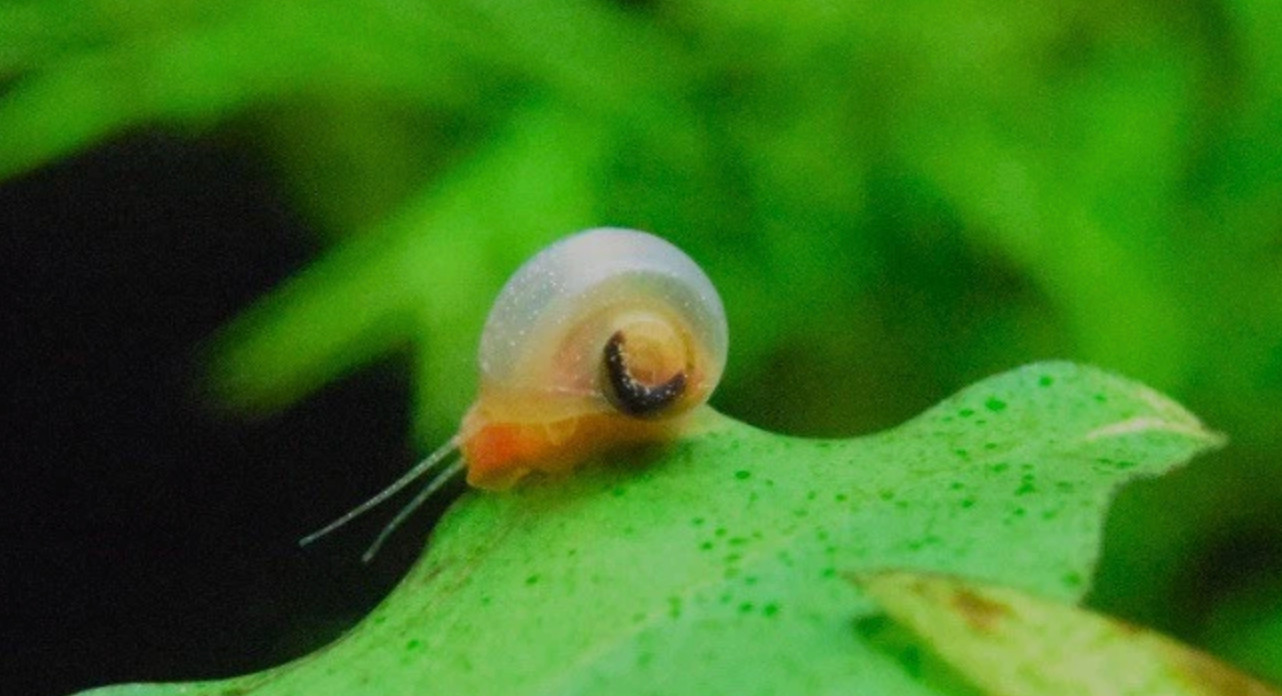 5 Baby Ramshorn Snails 