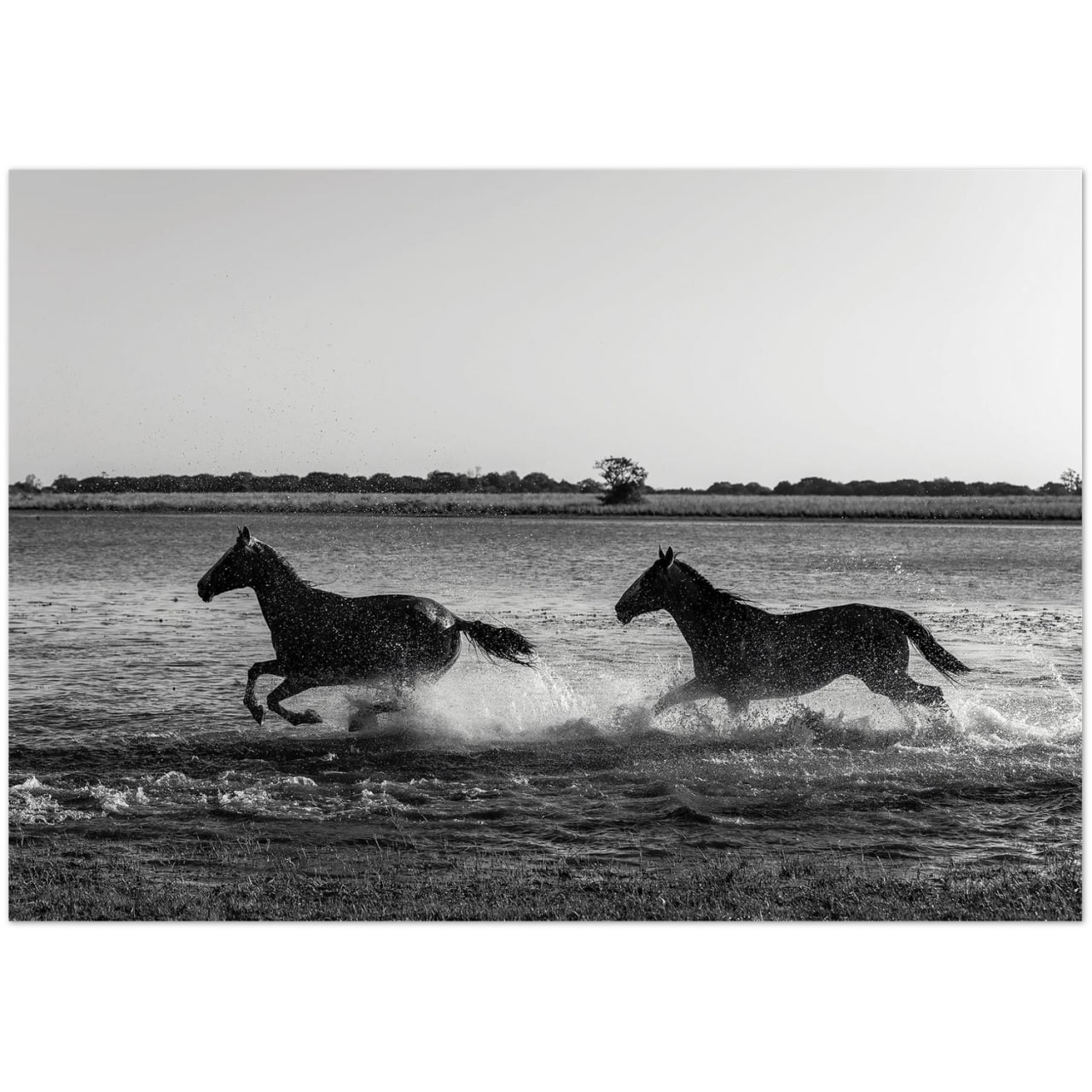 Wild Horses Running Through Water Black White Nature Photography Poster