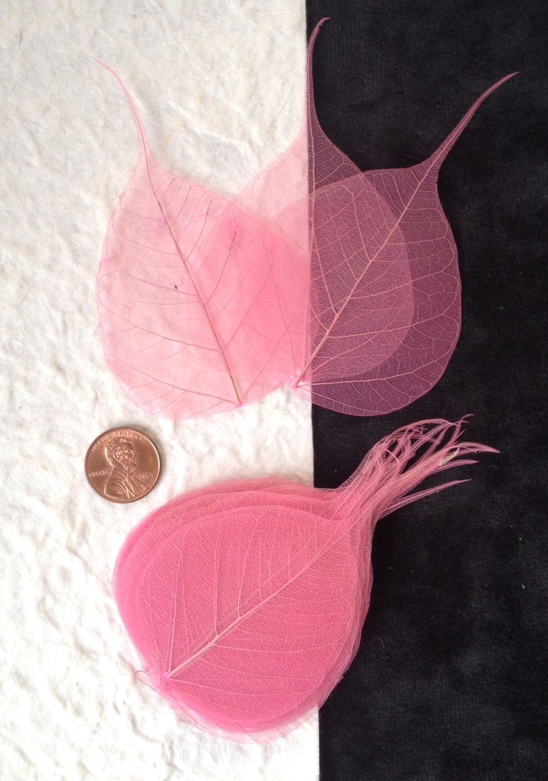 25 Soft Pink pale leaves Po Bo Banyan Skeleton leaf see through veins baby Small