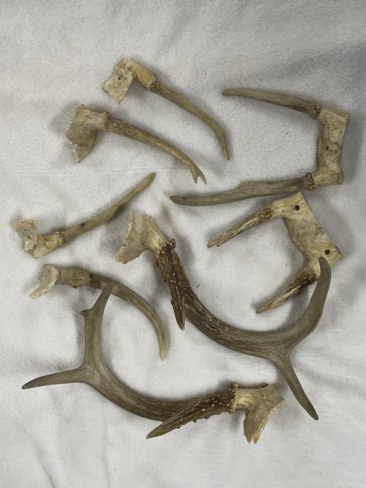 Whitetail Deer Buck Antlers Dog Chews Crafts Handles Home Decor