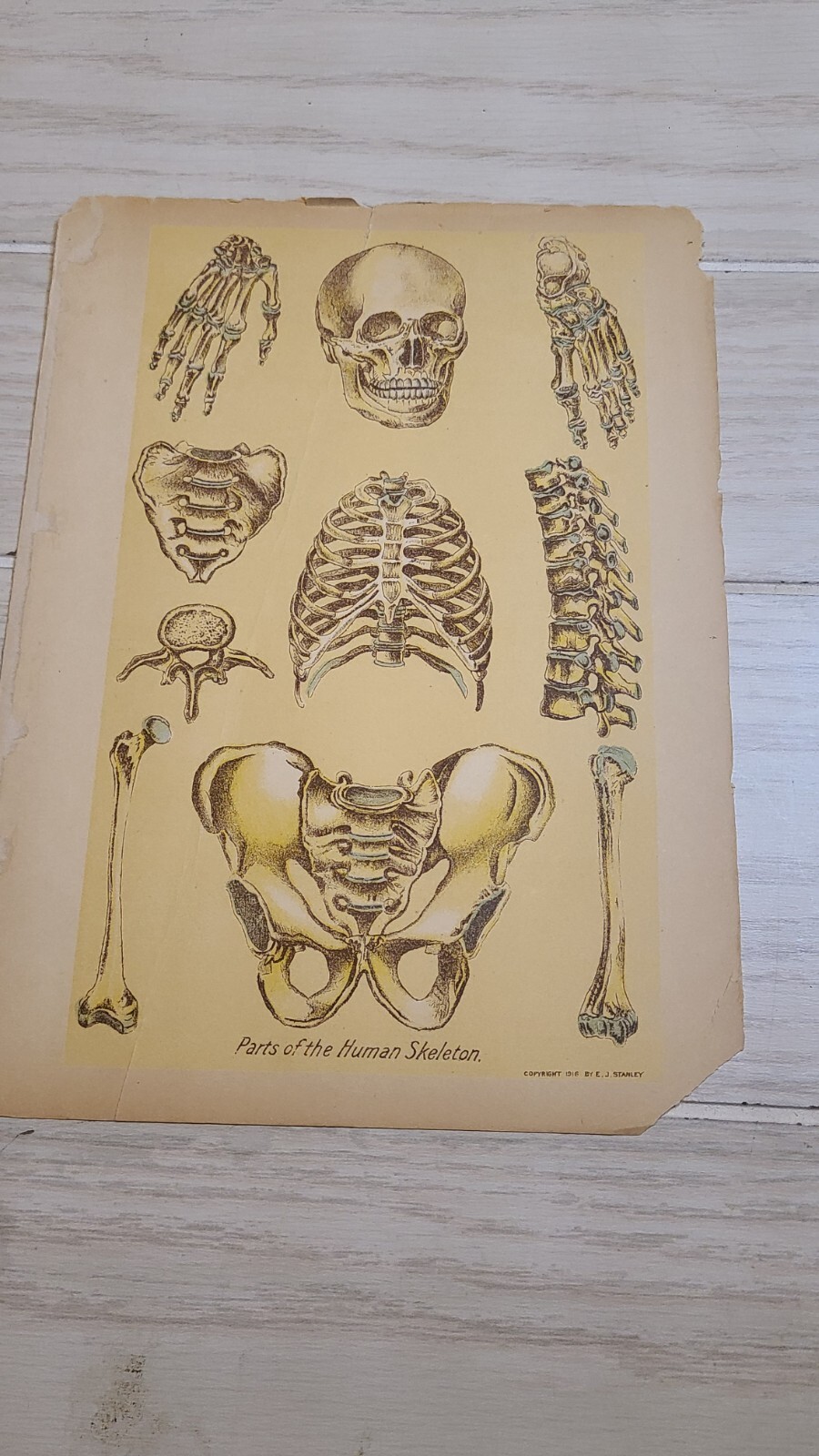1916 E J Stanley ANTIQUE MEDICAL Anatomy Chart Parts The Human Skeleton 9.75x7
