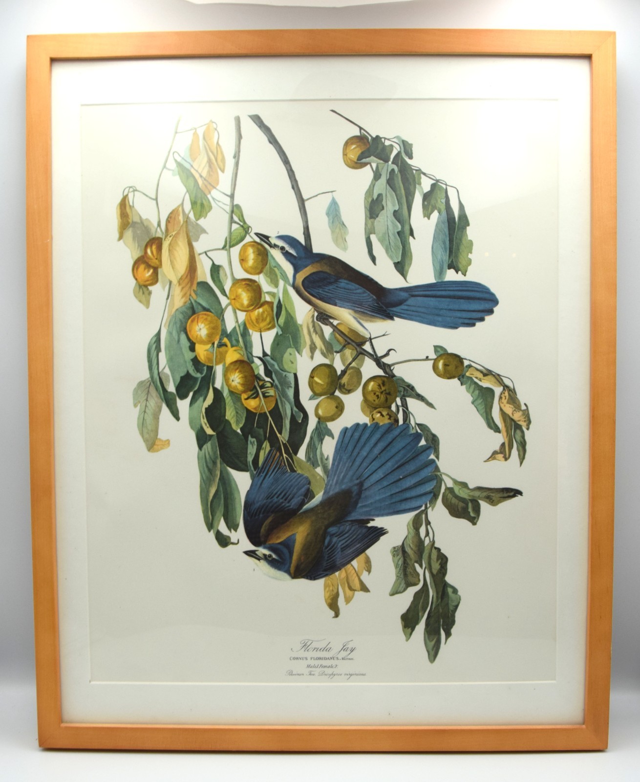 Vintage John James Audubon  Framed  FLORIDA JAY  1 male & 1 female
