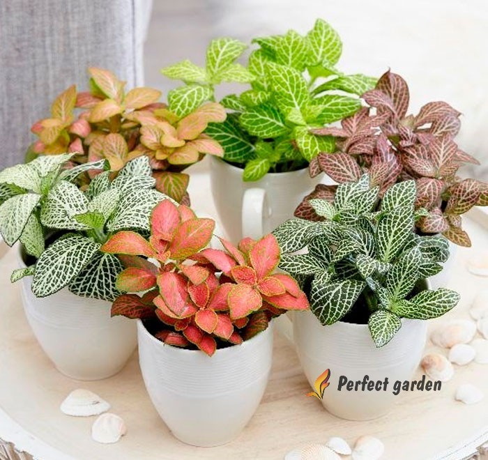 100 Seeds Fittonia Verschaffeltii Nerve Mosaic Plant Evergreen Perennial Plants