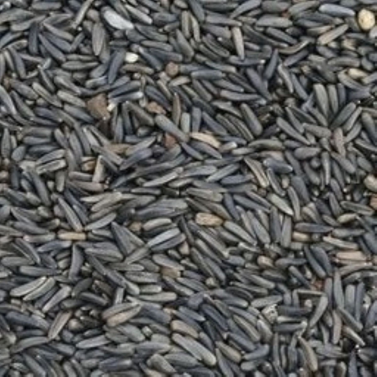 25 LBS Nyjer Seed / Food for Wild Birds  - Finches and Other Small Songbirds