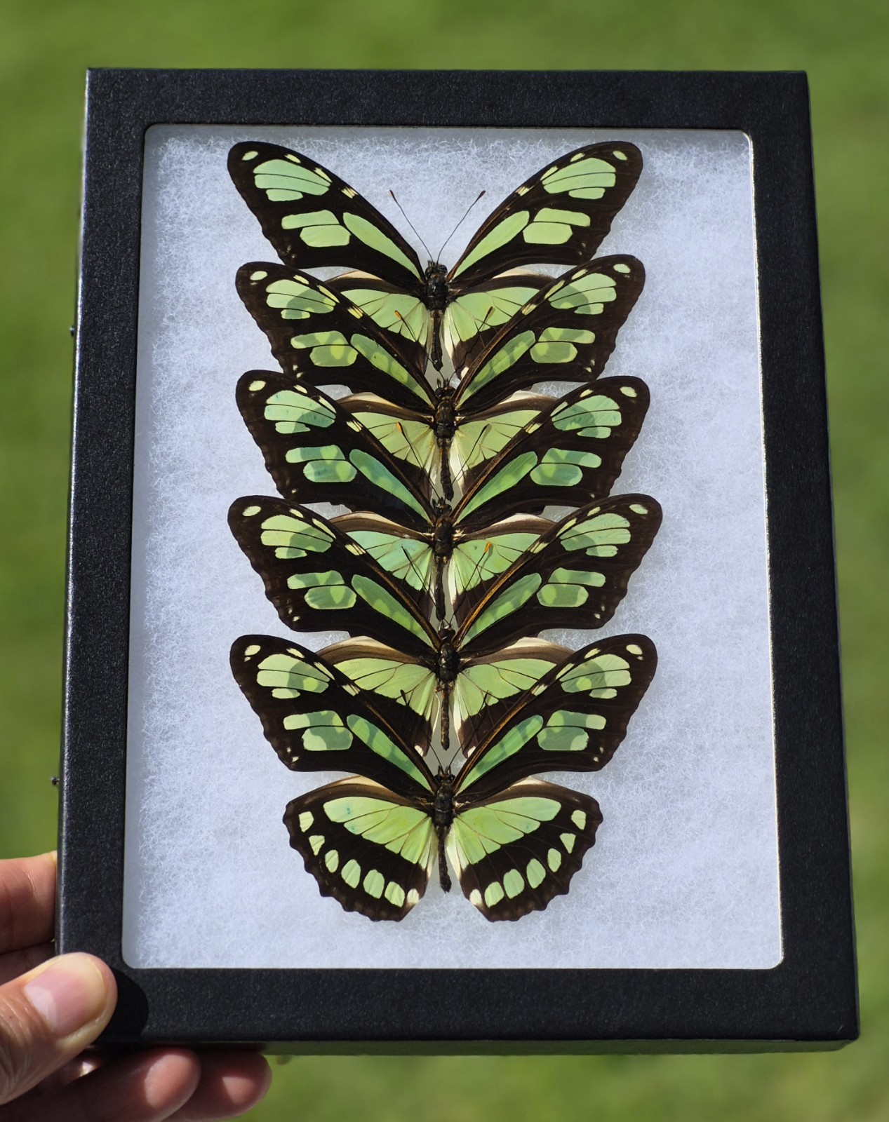 PHILAETHRIA DIDO MALE REAL BUTTERFLY MOUNTED RIKER FRAMED FROM PERU LOT OF 5