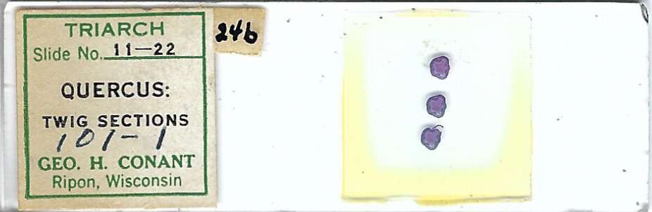 Quercus Twig c.s. Microscope Slide by Geo. H. Conant