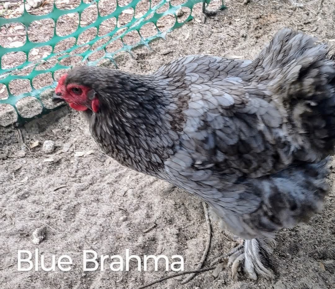 10+2  Breeder Quality Brahma Hatching Eggs. Beautiful colors Variety 