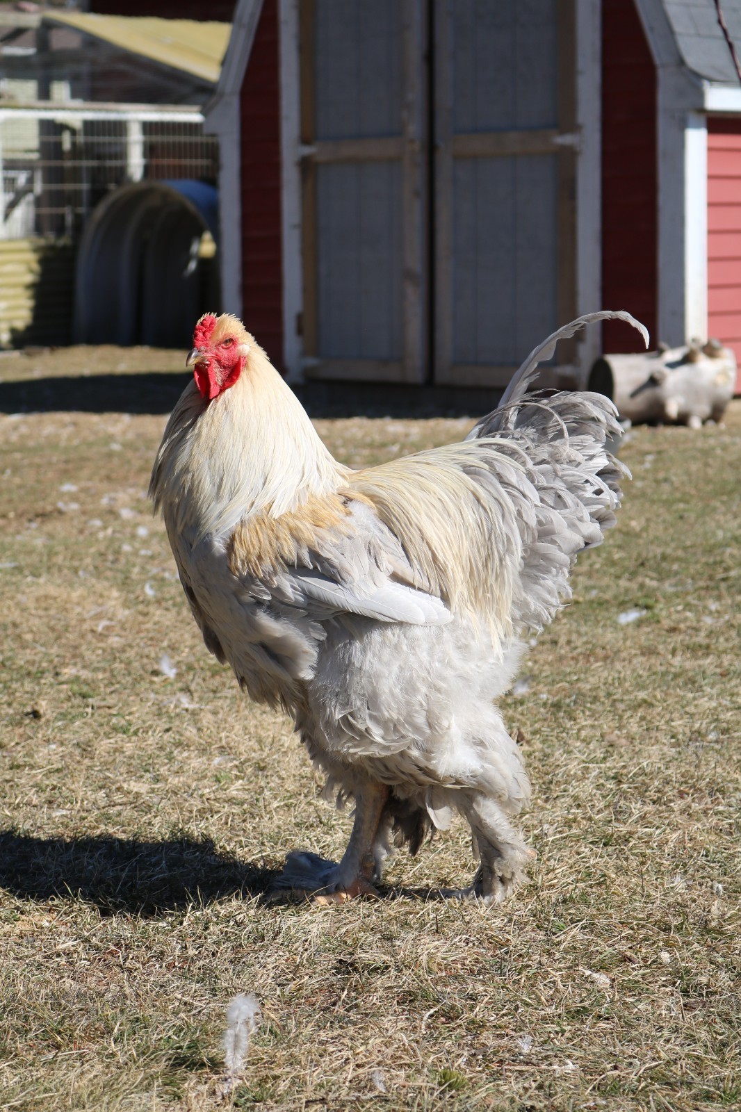 Pre-Sale Order: 12+ Isabel Large Breed Brahma Hatching Eggs