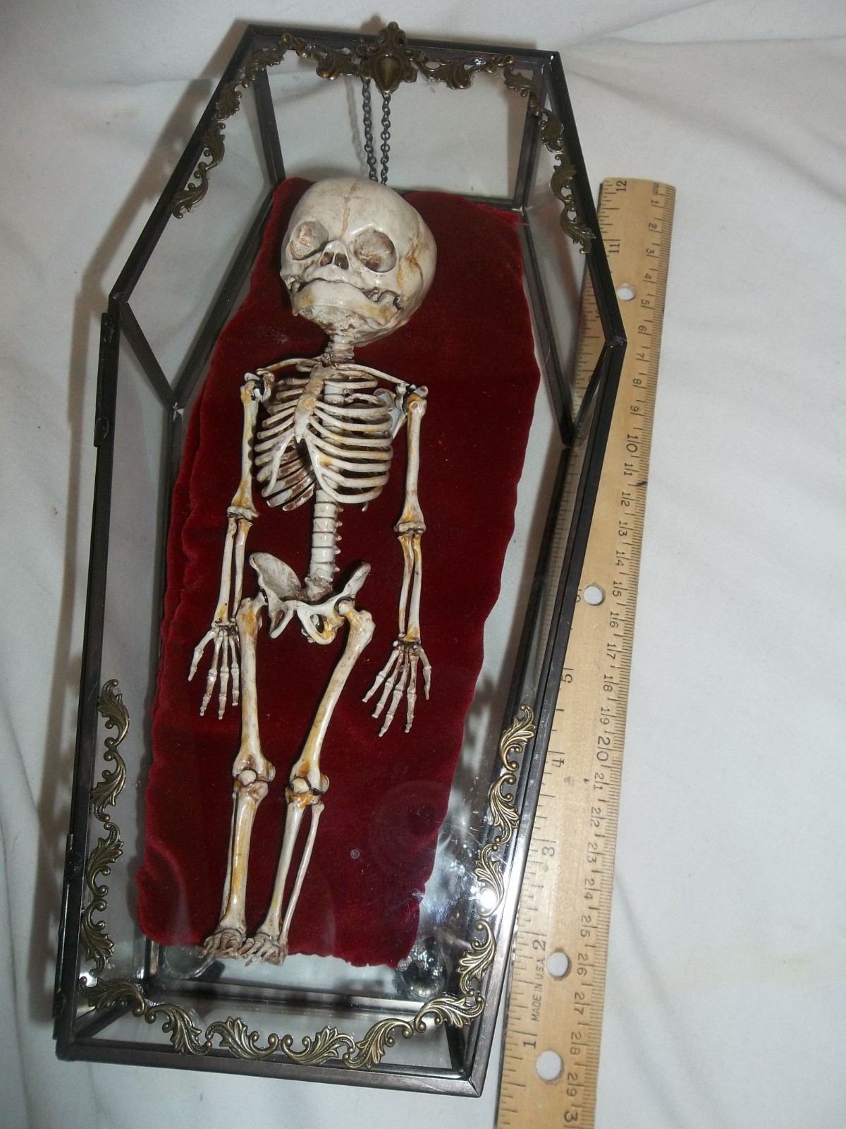 Ornate Glass Coffin Fetus/Fetal Skeleton Oddity Curiosity Cabinet Sideshow Gaff