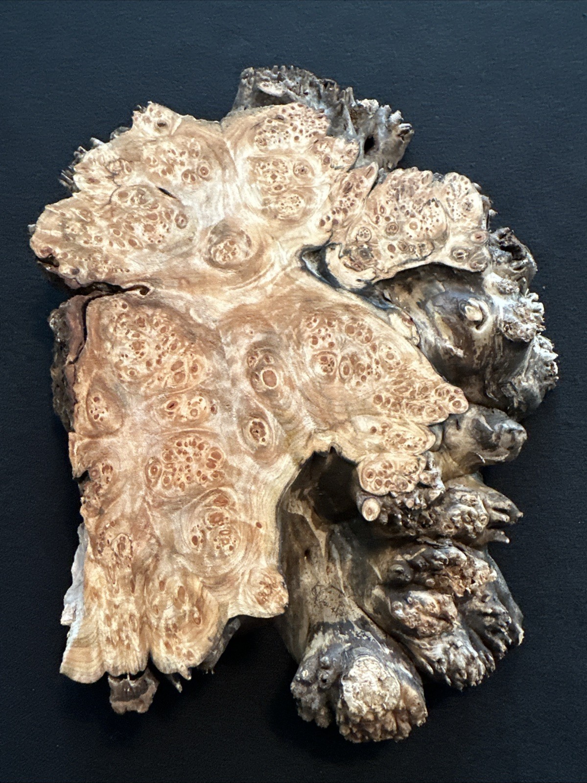 Maple Burl, Live Edge, 7 1/2” Long, 6” Wide, 1 1/4” Thick, Dry