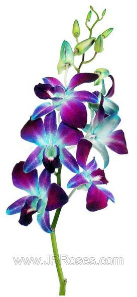 Blue Dendrobium Orchids 