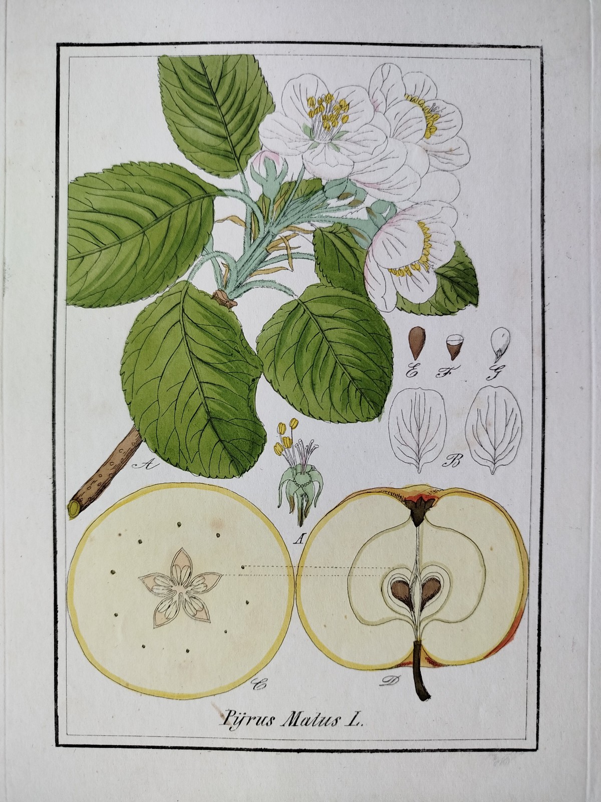 Apple - Winkler Medicinal Plants Botany Coloured - 1840